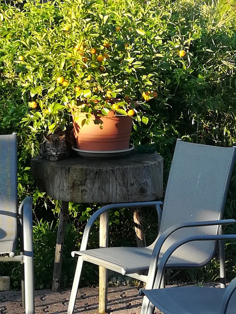 mandarinier de la terrasse